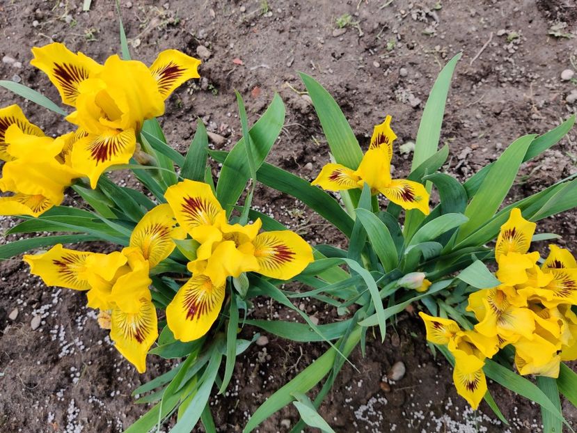 Eyebright - Irisi pitici - prima inflorire
