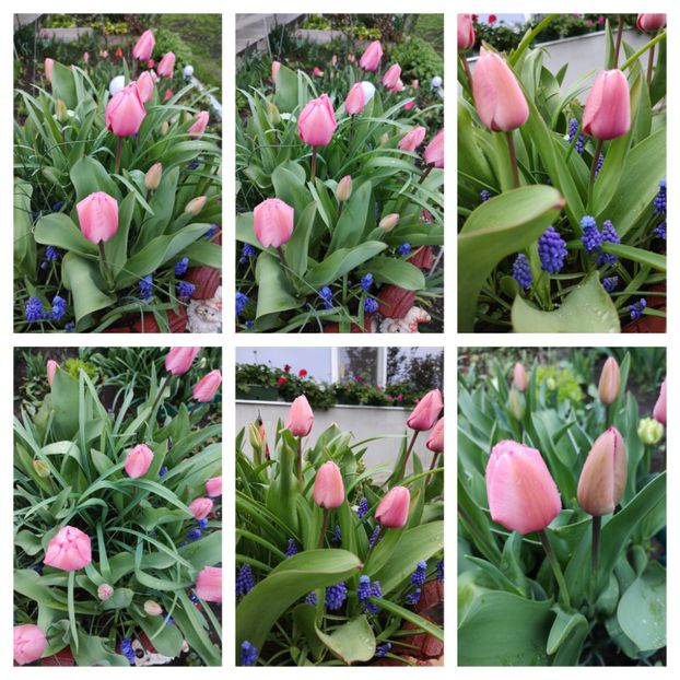 InCollage_20230411_203942235 - Lalele 2023
