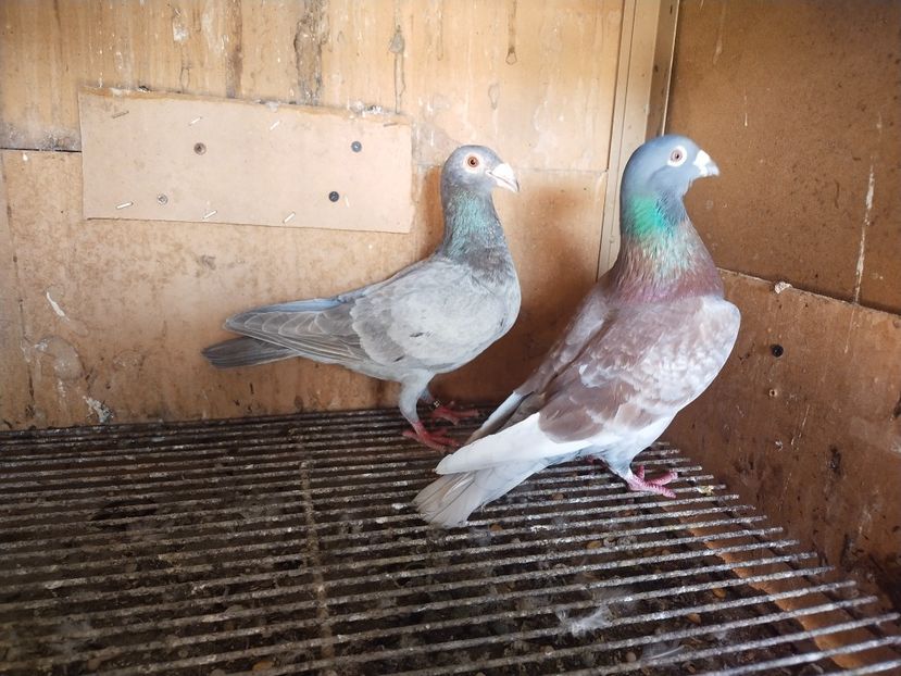  - ANDALUZI HOMOZIGOTI