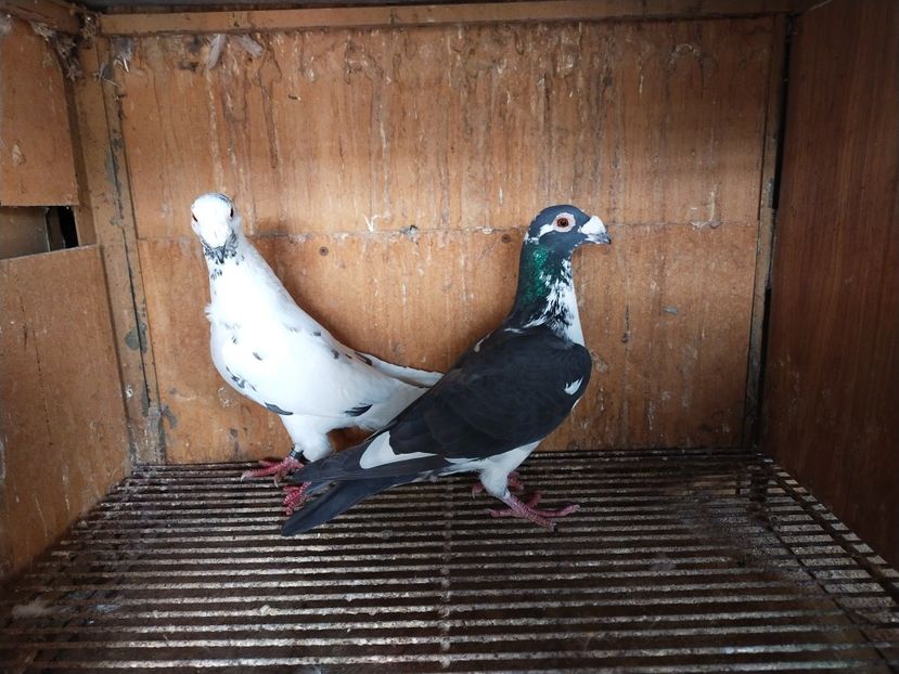  - VOIAJOR DE FRUMUSETE SAU STIL VECHI