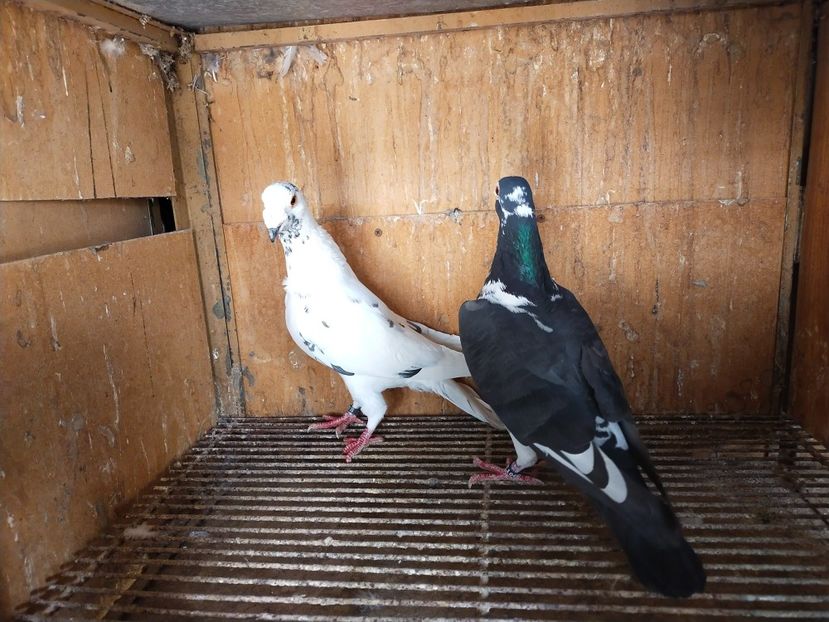  - VOIAJOR DE FRUMUSETE SAU STIL VECHI