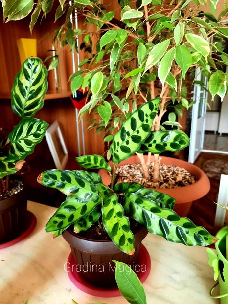  - Calathea Lancifolia Insigne