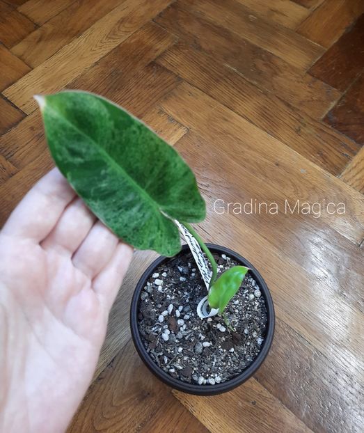  - Philodendron Paraiso Verde