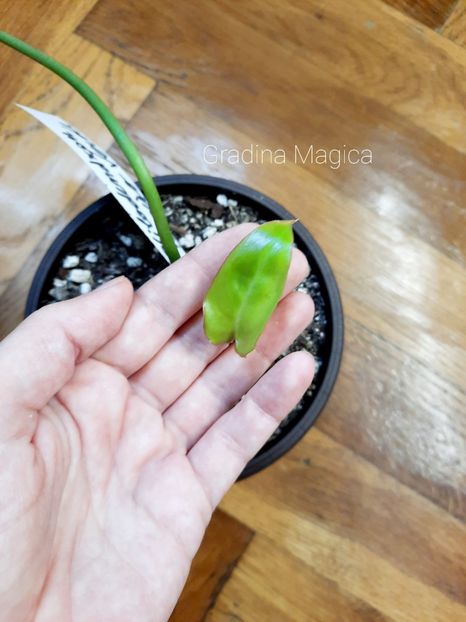  - Philodendron Paraiso Verde