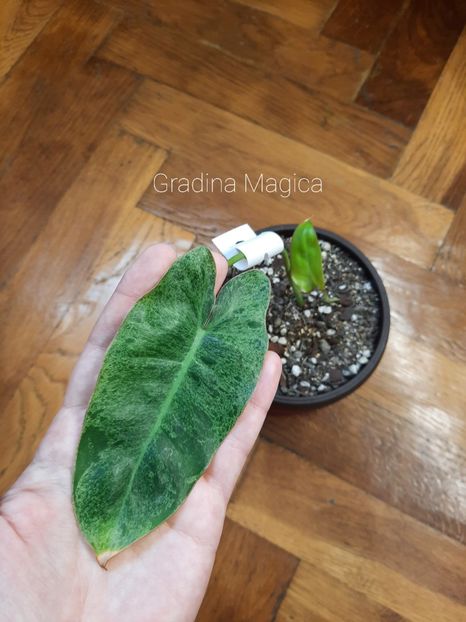  - Philodendron Paraiso Verde