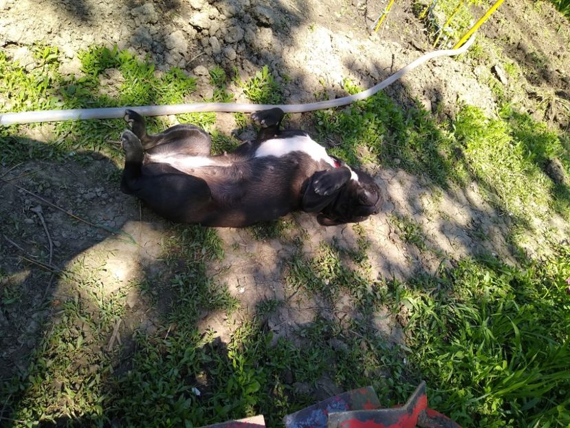 MVIMG_20230429_113216836 - Bodyguard