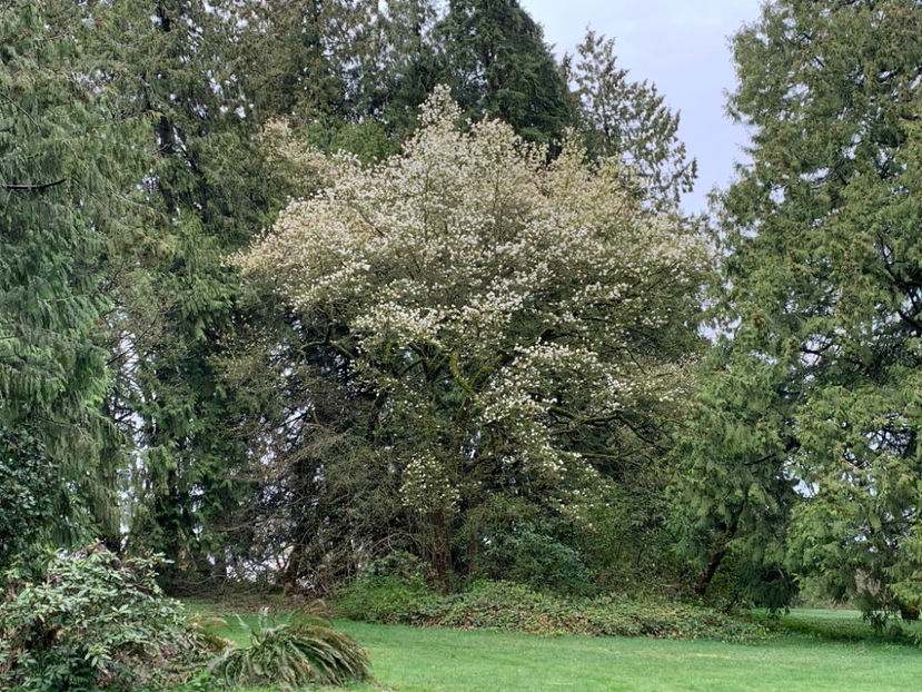  - Queen Elizabeth Park Vancouver