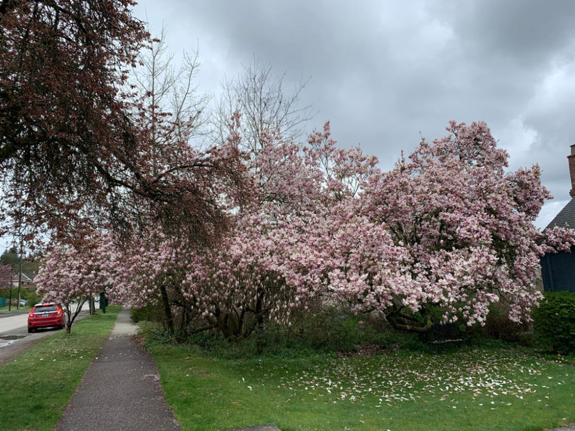  - Queen Elizabeth Park Vancouver