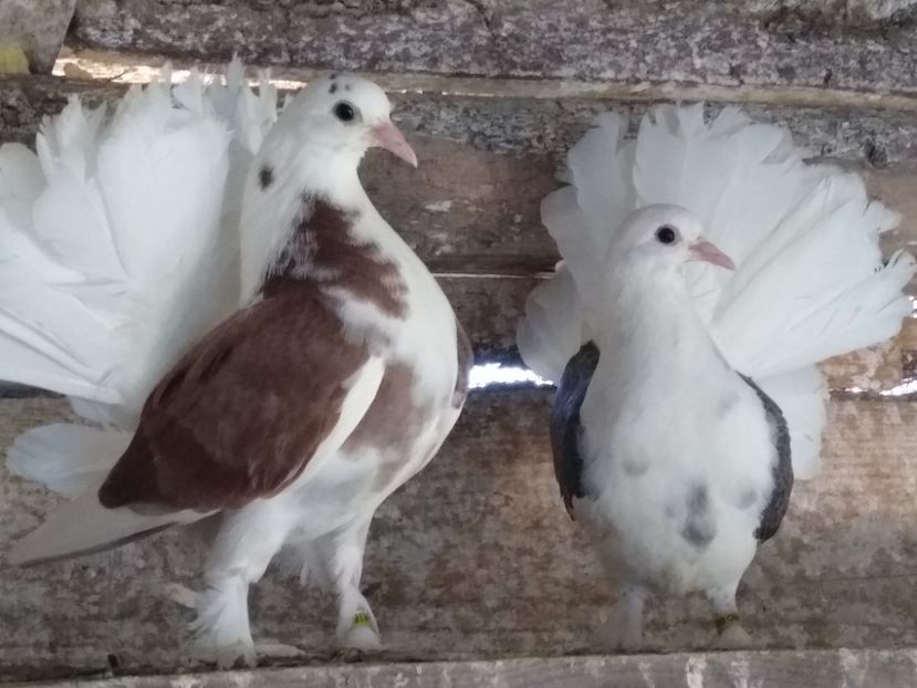 Voltați aprilie 2023 - Voltați