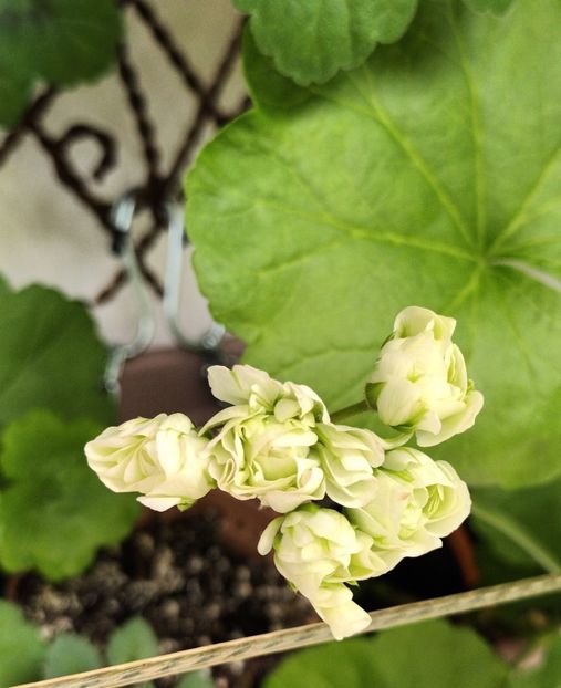 Appleblossom Rosebud - Muscate