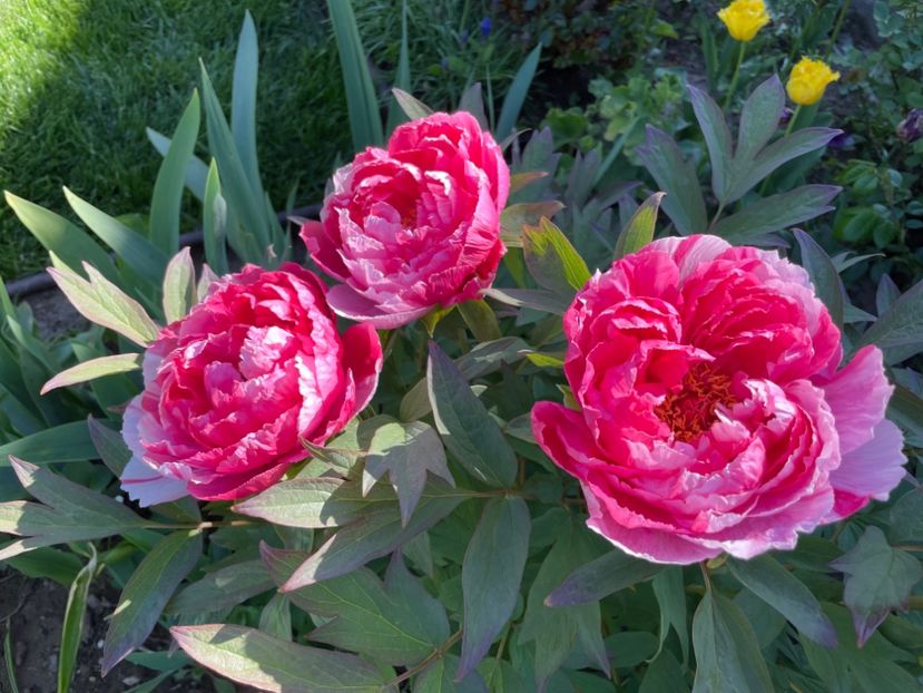 2B75E591-67F4-4FC8-B4D3-7B873E3F866C - 01 Primăvara 2023