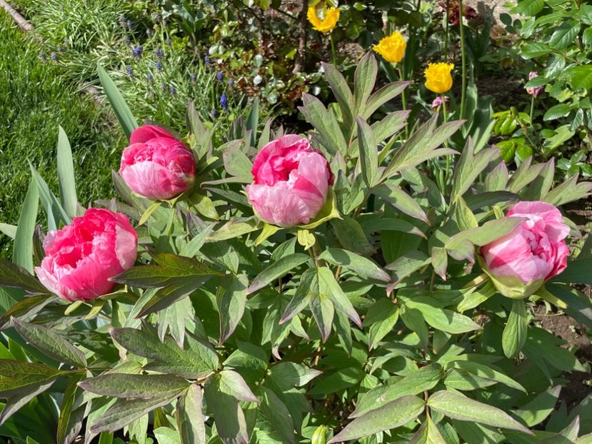 6ACAD2EF-887F-4823-8465-A42994D5CD23 - 01 Primăvara 2023