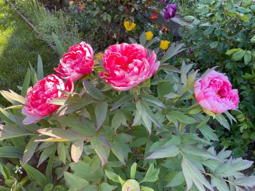 89B9B19D-42E8-413D-B50D-3D6BAD667298 - 01 Primăvara 2023