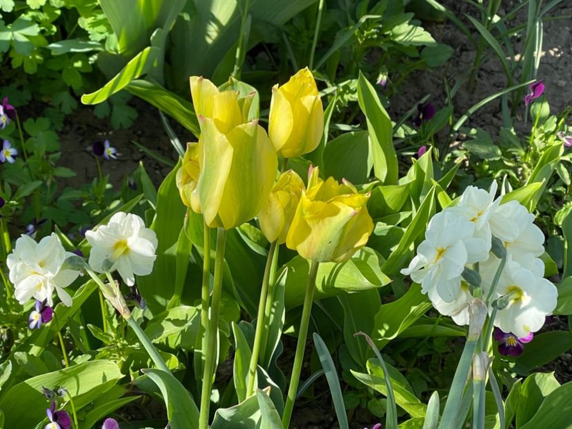 3BE73149-7C7C-4459-AB17-0FD2AA17D636 - 01 Primăvara 2023