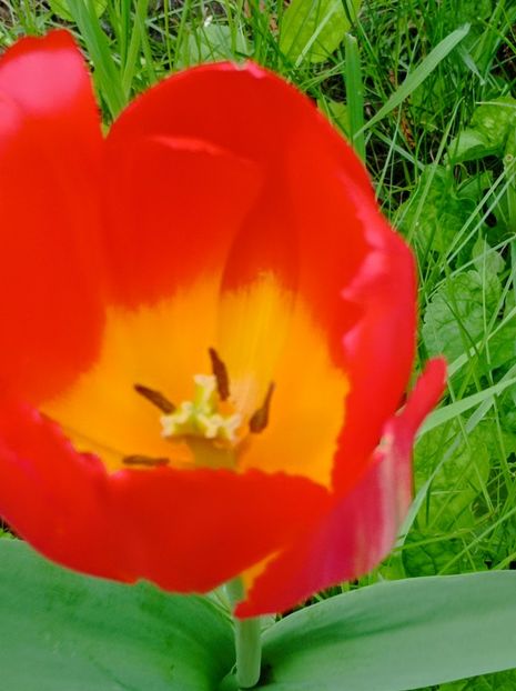  - Simfonii de primavara