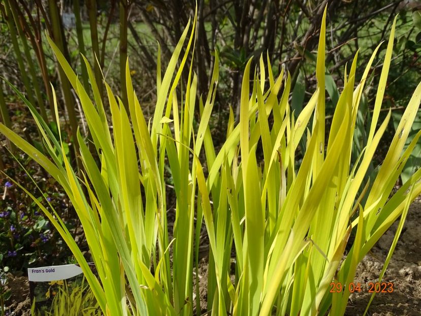 iris sibirica Fran's Gold - Irisi si bujori 2023