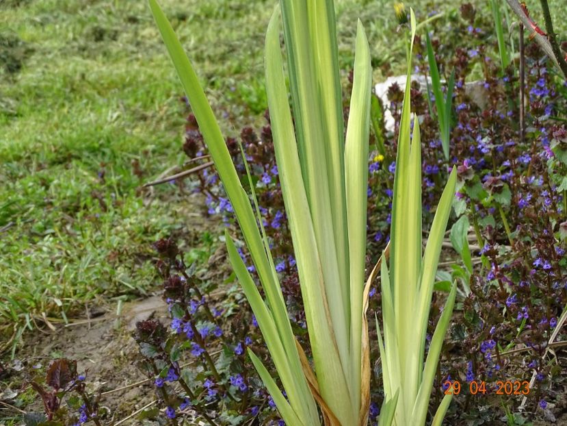 iris pseudacorus Variegata - Irisi si bujori 2023