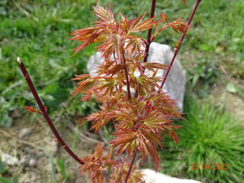 acer palmatum Okushimo - Dobarland 2023 2