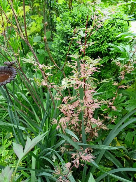 Taylor, 30.04.2023 - Arțari