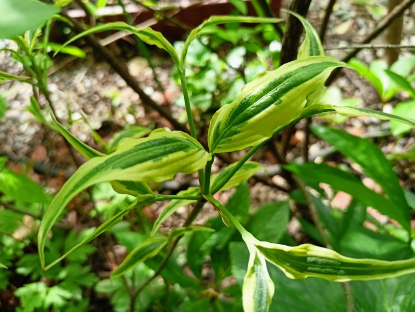 Cornus kousa Tri Splendour - Grădina 2023 continuare 1