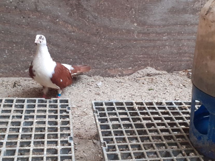  - 4-Jucatori de Galati