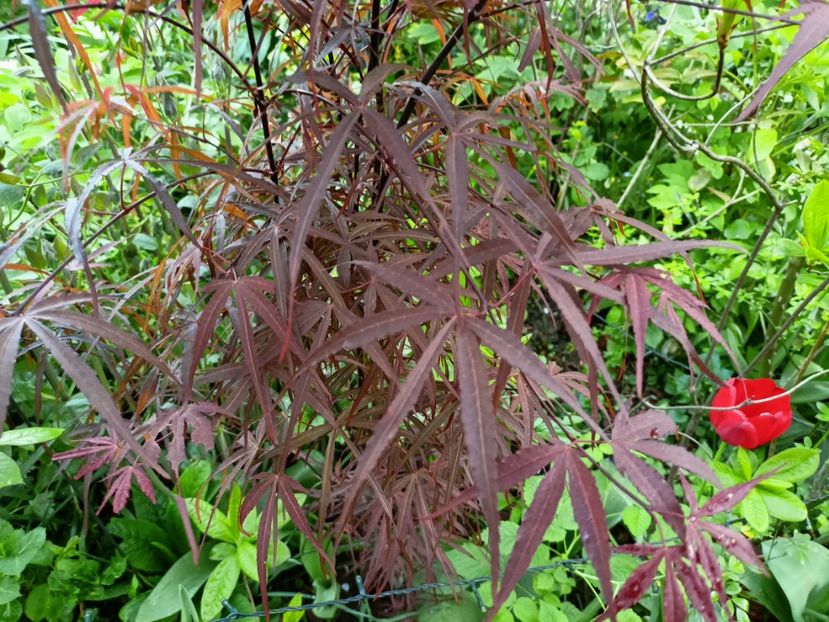 Hubbs Red Willow - Arțari