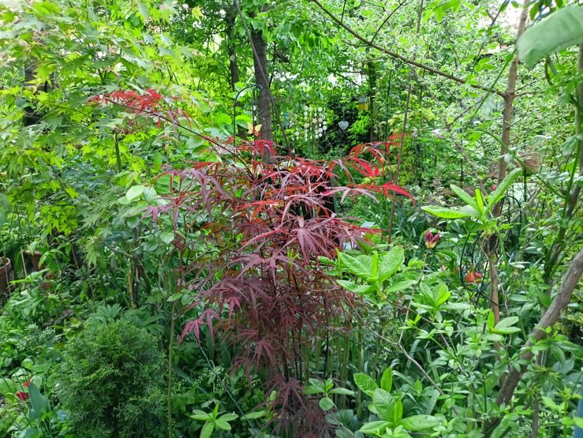 Hubbs Red Willow - Arțari