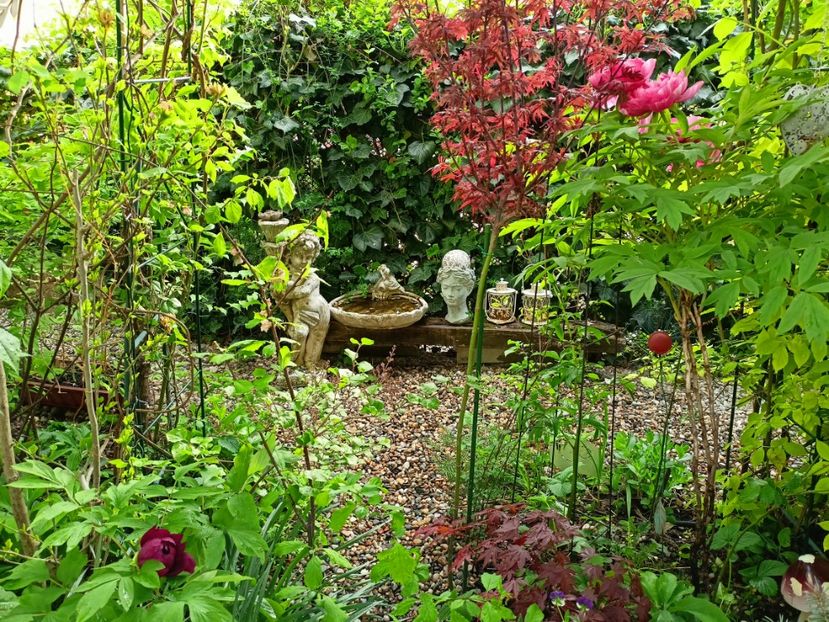 Shaina și Atropurpureum - Arțari