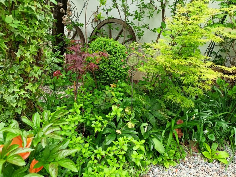 Firecracker și Seiryu - Arțari