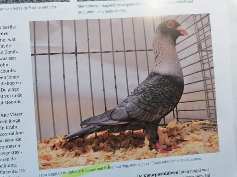  - Nu îmi aparțin 6