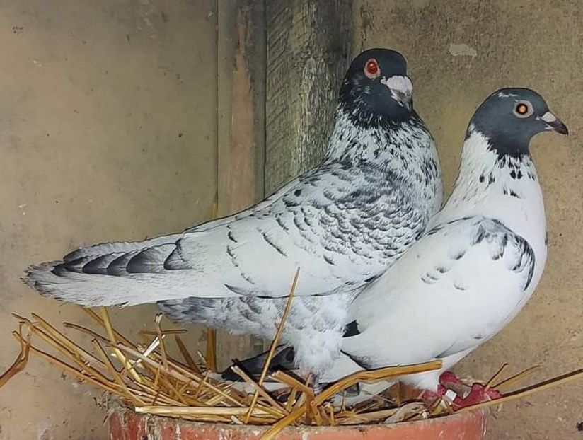  - Nu îmi aparțin 6
