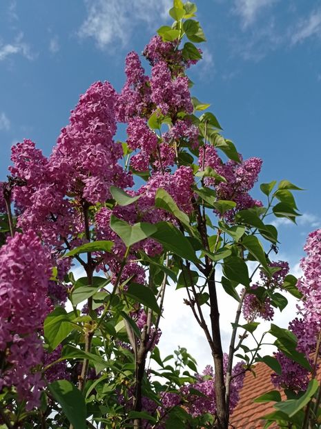  - Simfonii de primavara