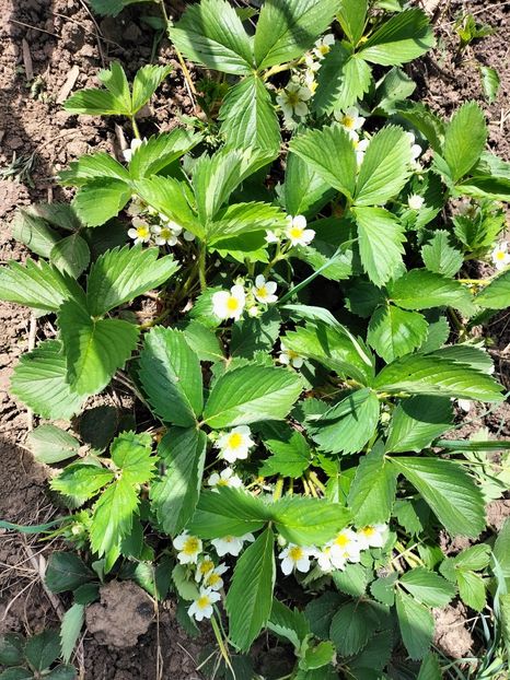 IMG20230429131438 - Primăvara 2023