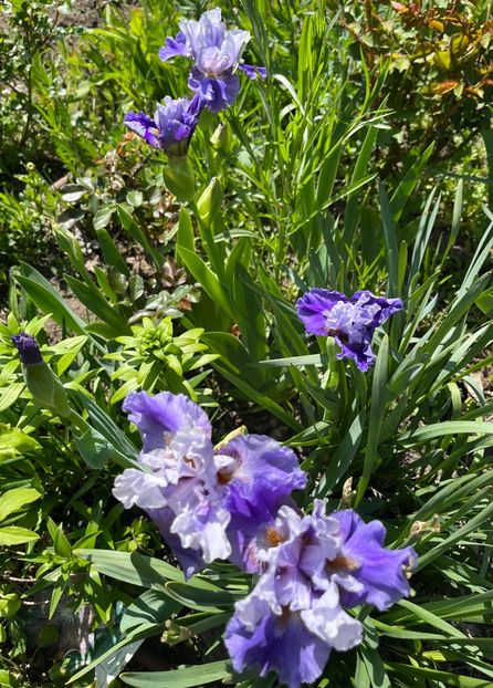 7B1EB814-CC21-4B4D-975A-C9FA5473075D - Irisi 2017 2023 2024