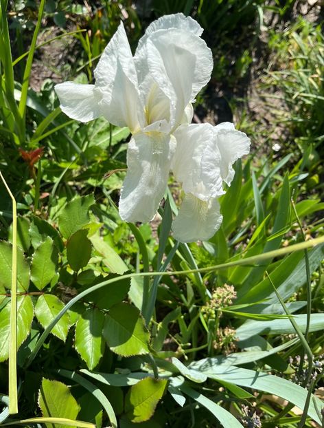 EE427AAD-868C-43B4-8C5D-66F2EFD5F2EC - Irisi 2017 2023 2024