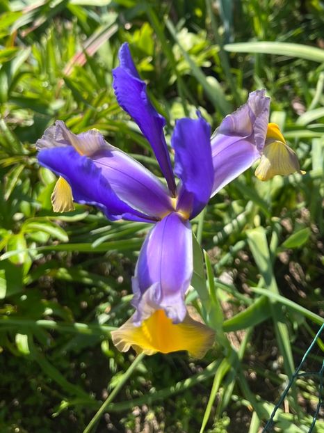 9B9125AB-805C-4CE8-9C37-A3B7BDE2ACC9 - Irisi 2017 2023 2024