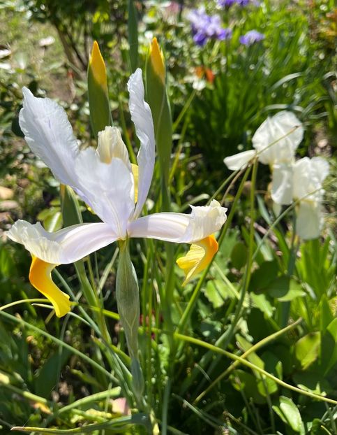 C902C205-C2DB-4548-ABFA-9026301DDC49 - Irisi 2017 2023 2024