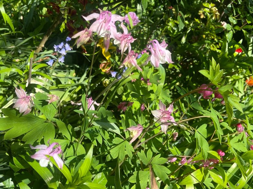 F703F308-442E-4306-A6B9-07DAAD348D67 - Caldaruse 2020-2023