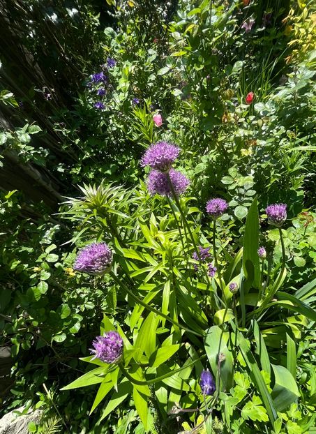 6C037070-8968-4F61-B2F8-50E2FEB8B869 - Allium 2020 21 22