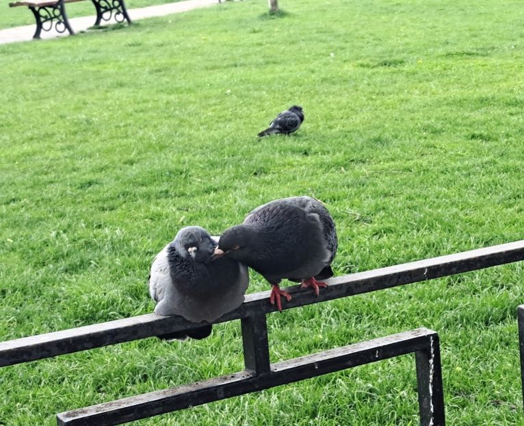  - z Prin oras si prin imprejurimi