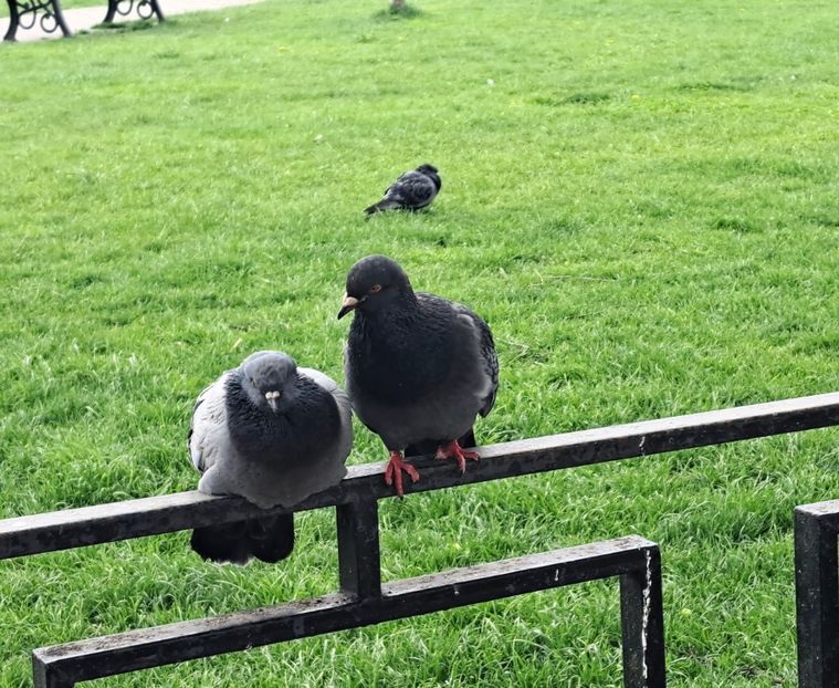 Așteptând tramvaiul ( eu). - z Prin oras si prin imprejurimi