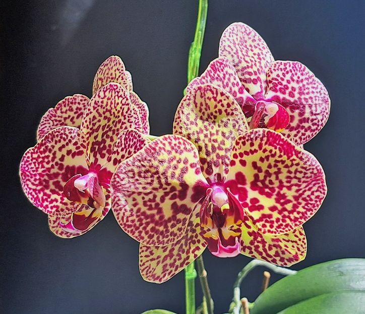  - Phalaenopsis 2