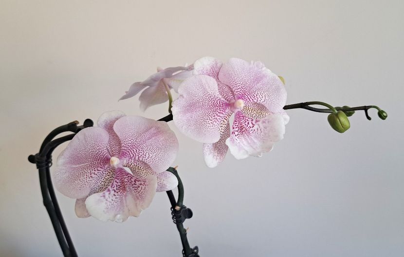  - Phalaenopsis 2