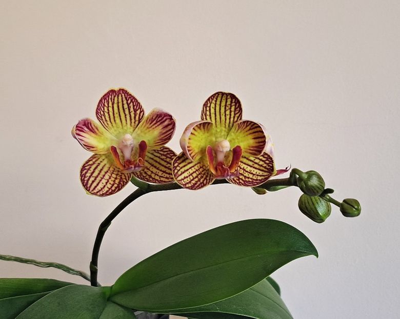 - Phalaenopsis 2