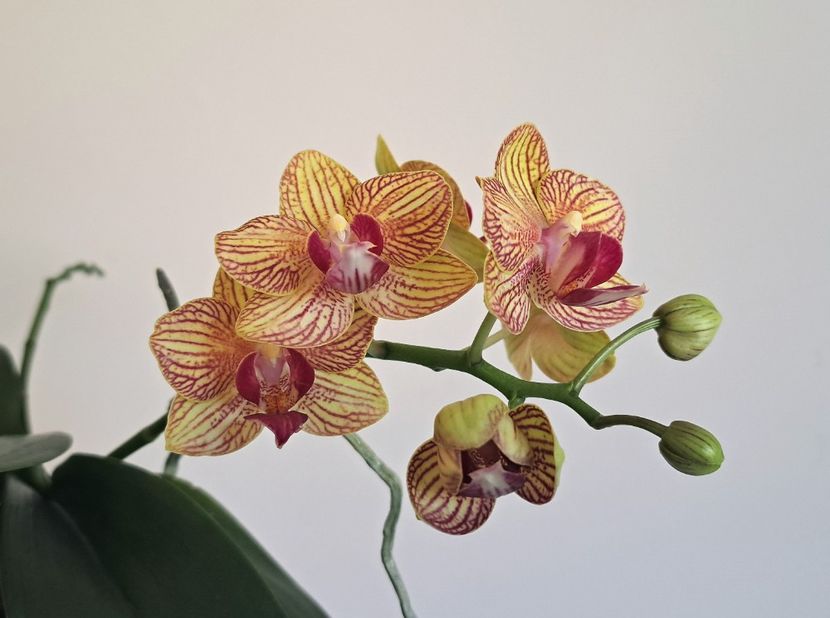  - Phalaenopsis 2