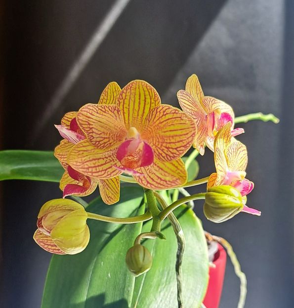  - Phalaenopsis 2