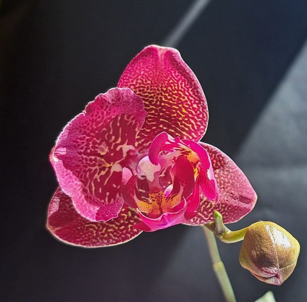  - Phalaenopsis 2