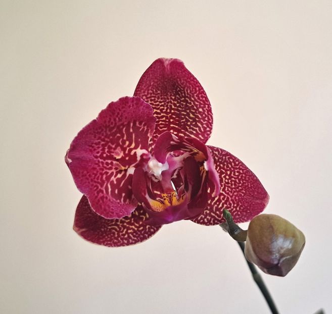  - Phalaenopsis 2