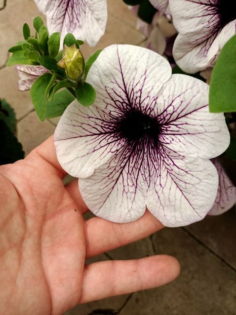 Img.2023.05.01 - Magazin 2