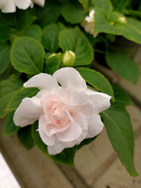 Img.2023.05.01 - Provizoriu- Frumuseți